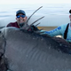 Men pose with giant grouper in boat